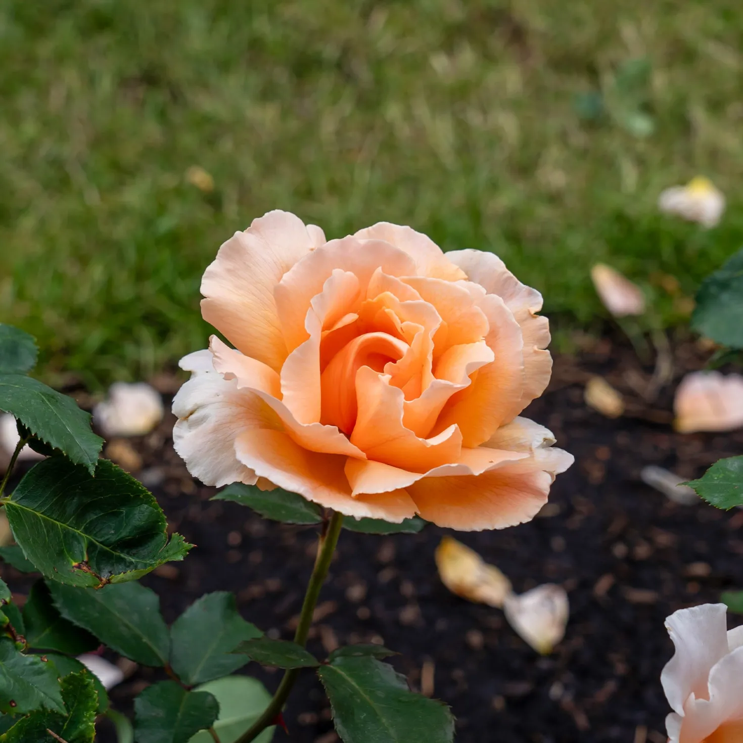 Edelrose Just Joey ® - Duft und Farbe im Beet
