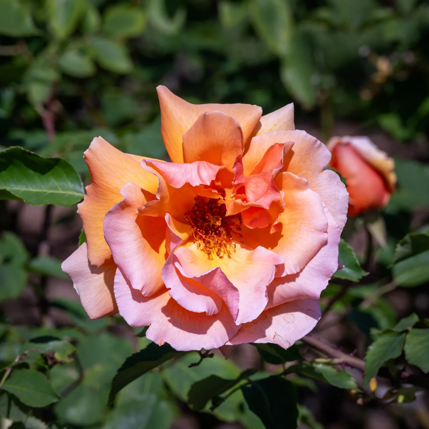 Edelrose Just Joey ® - Duft und Farbe im Beet