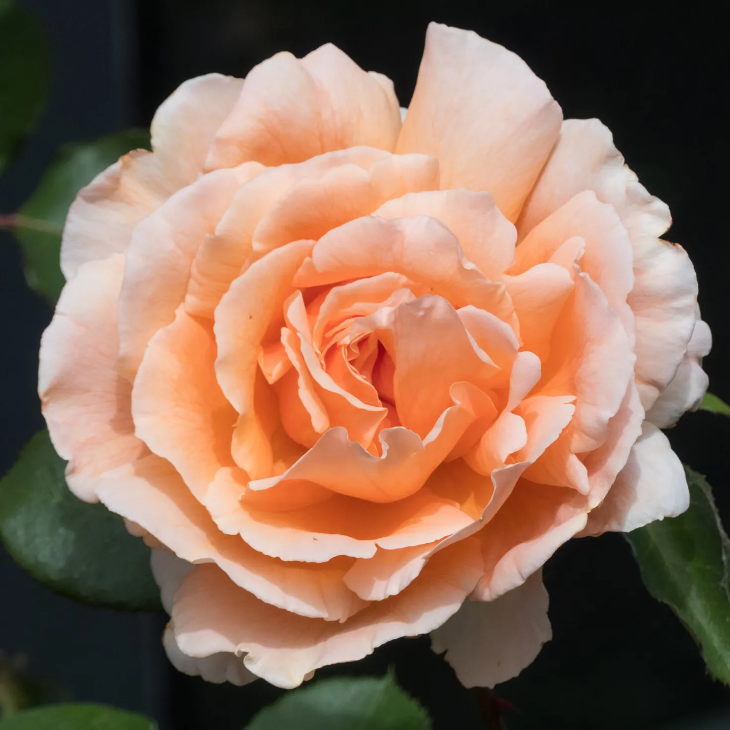 Edelrose Just Joey ® - Duft und Farbe im Beet