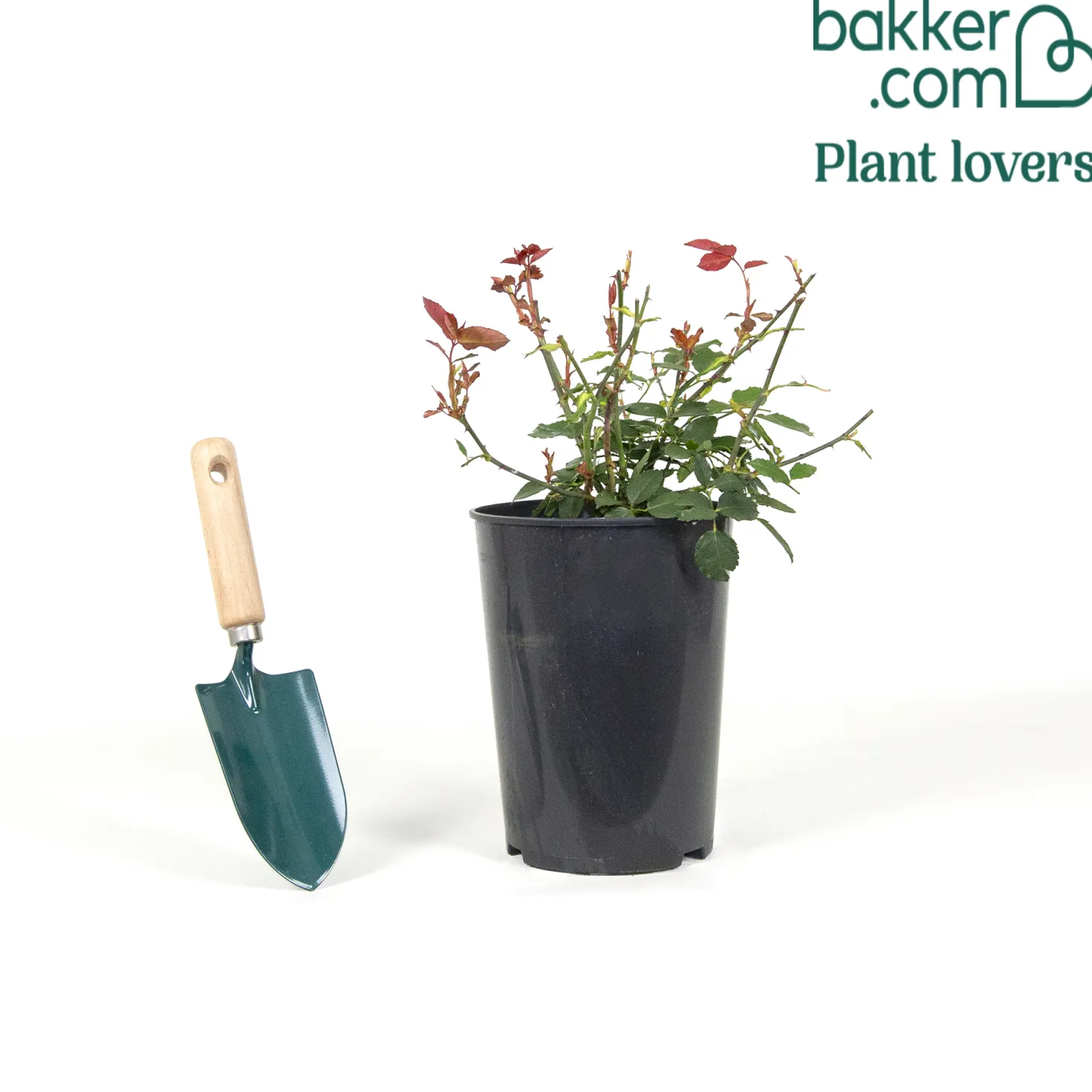 Edelrose Just Joey ® - Duft und Farbe im Beet