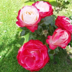 Edelrose 'Nostalgie' - Zweifarbige Blüten sofort