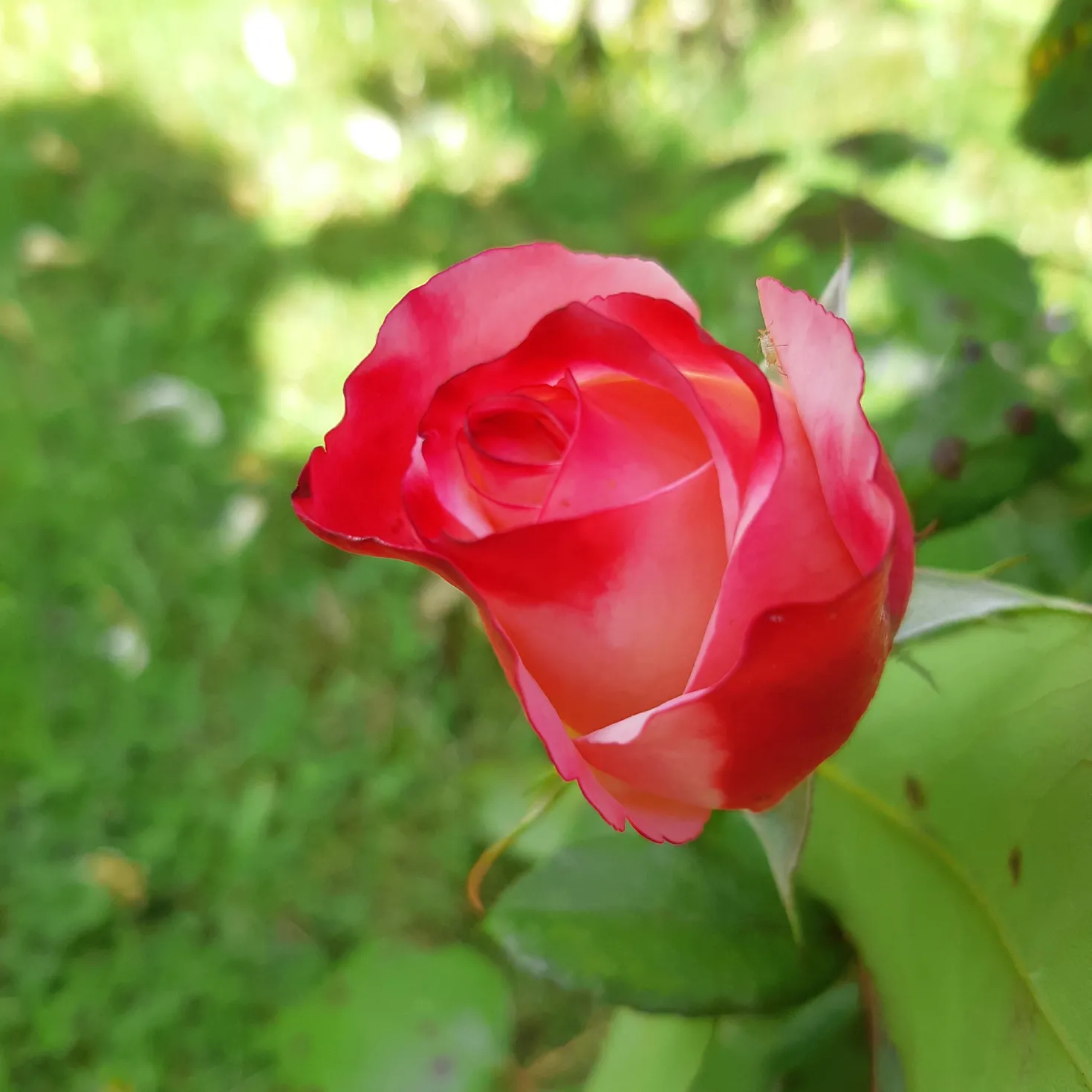 Edelrose 'Nostalgie' - Zweifarbige Blüten sofort