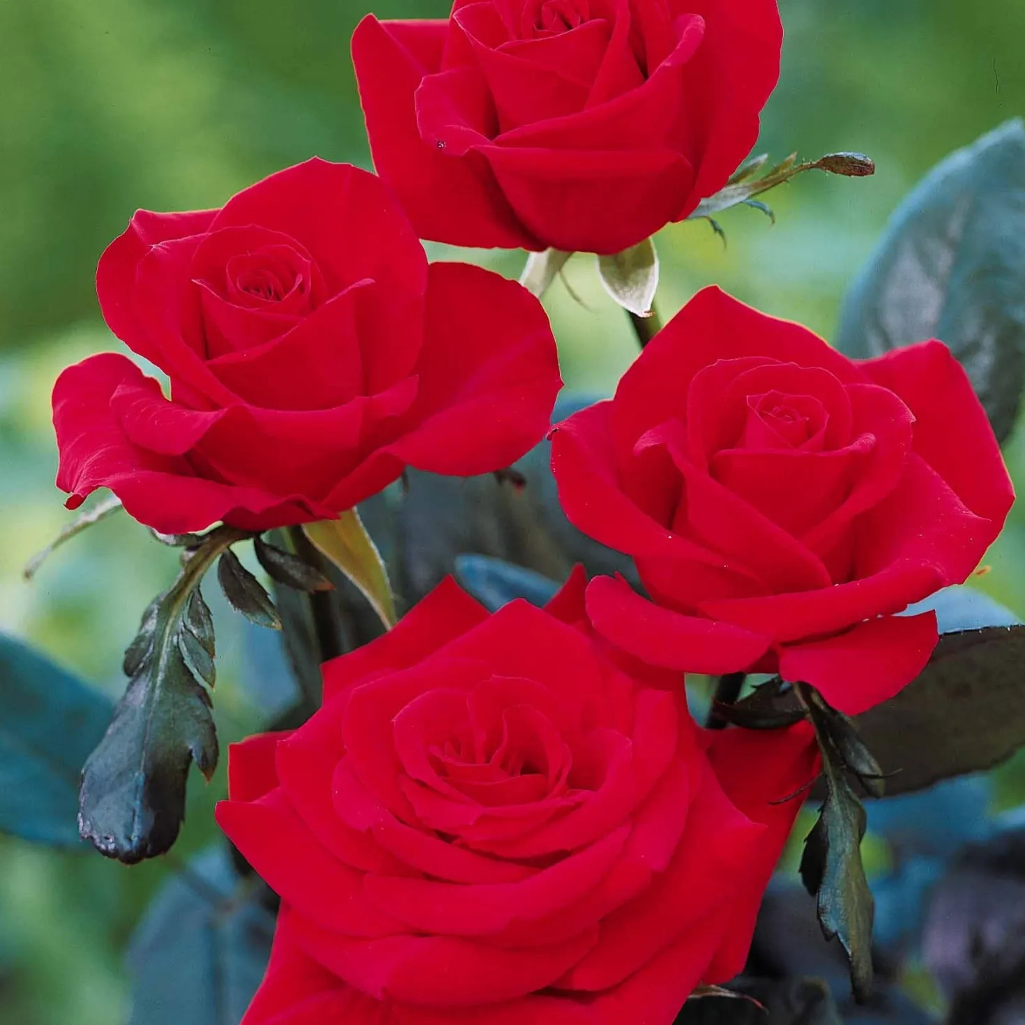 Edelrose Oklahoma - Tiefrot und stark duftend