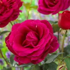 Edelrose Oklahoma - Tiefrot und stark duftend