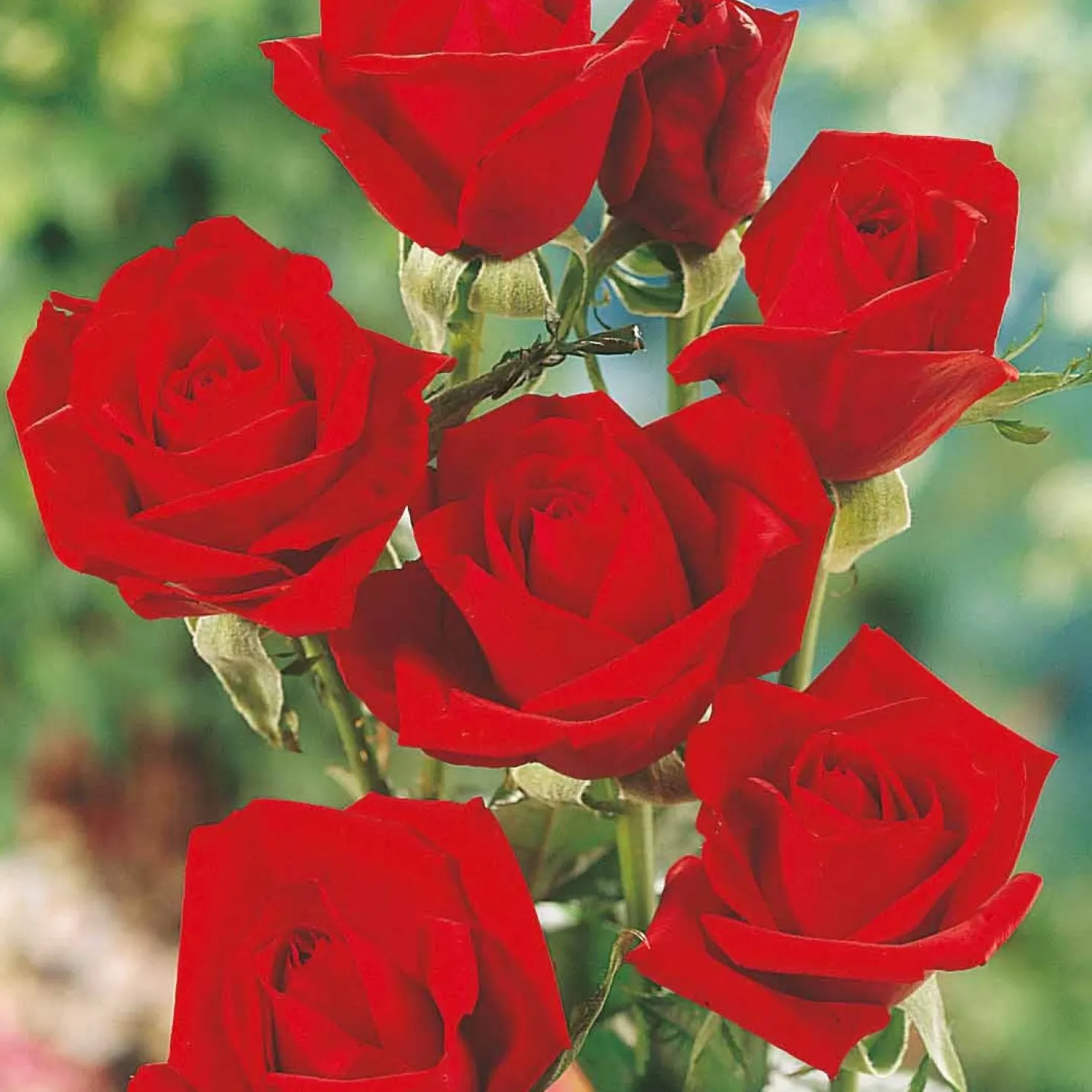 Edelrose Oklahoma - Tiefrot und stark duftend