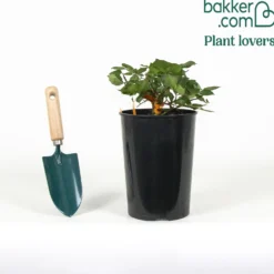 Edelrose Terracotta ® - Warmes Rot, das begeistert