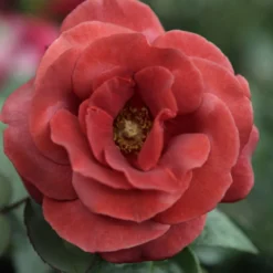 Edelrose Terracotta ® - Warmes Rot, das begeistert
