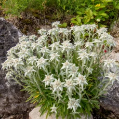 Edelweiß - Alpenzauber im Steingarten