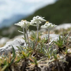 Edelweiß - Alpenzauber im Steingarten