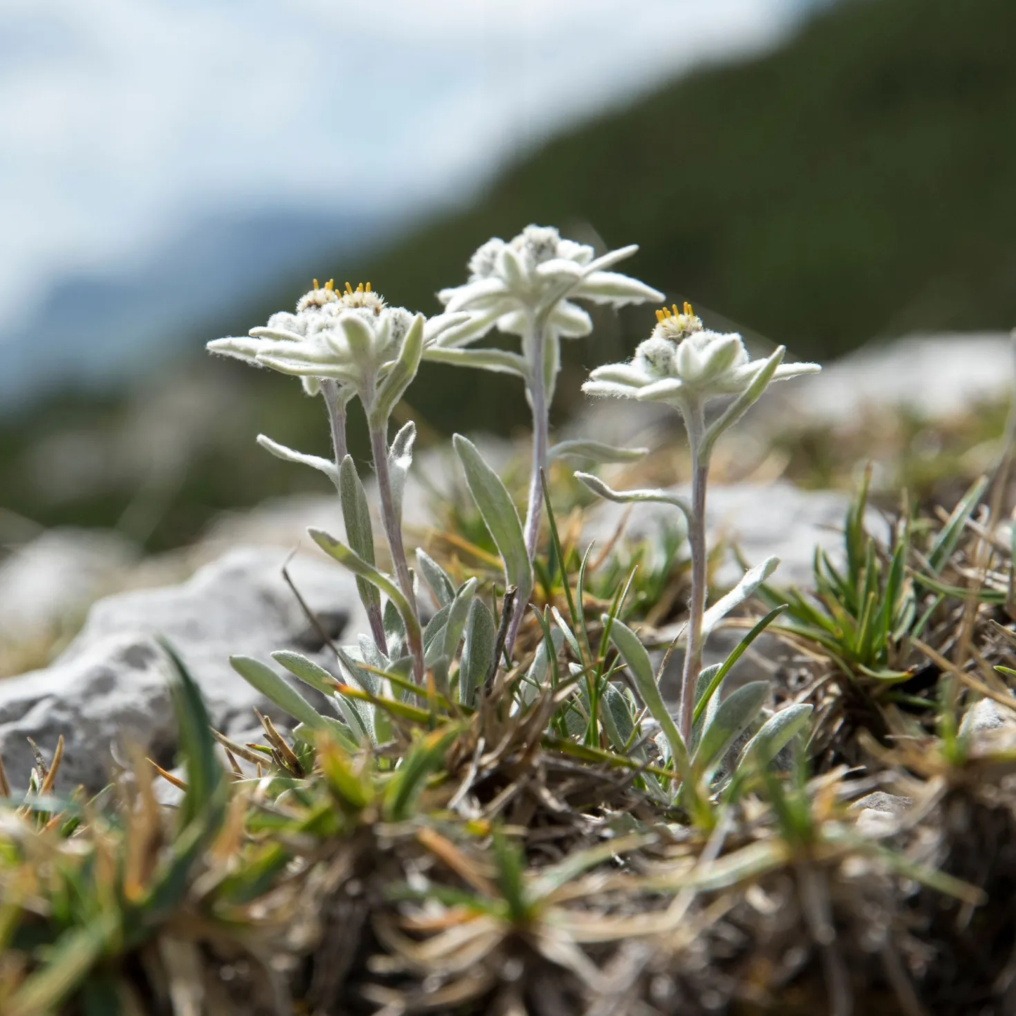 Edelweiß - Alpenzauber im Steingarten