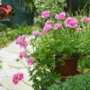Efeu-Geranie doppelt rosa - Rosa Blütenkaskade sofort