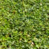 Efeu Shamrock - Immergrün das ganze Jahr
