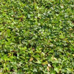 Efeu Shamrock - Immergrün das ganze Jahr