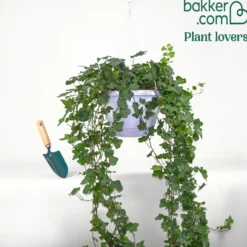Efeu 'Wonder' - Sofort grüne Wände