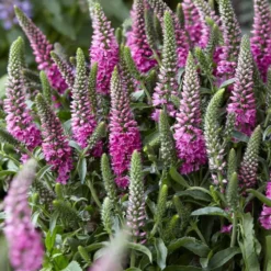 Ehrenpreis Bubblegum Candles ® - Pinke Kerzen im Beet