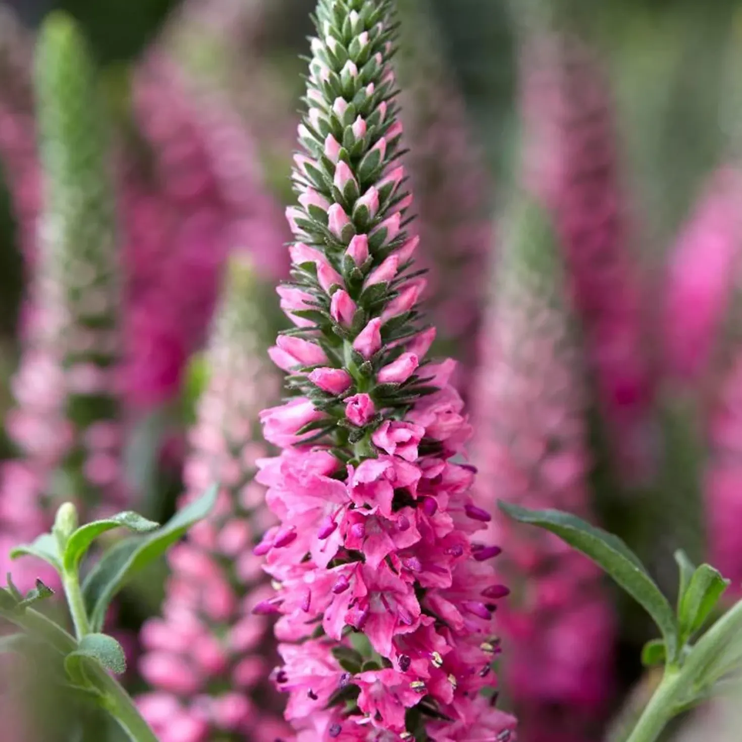Ehrenpreis Bubblegum Candles ® - Pinke Kerzen im Beet