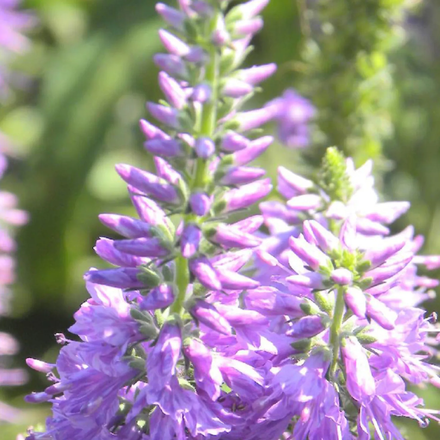 Ehrenpreis Lilac Fantasy - Lila Blütenkerzen den Sommer lang