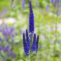Ehrenpreis ‘Marietta’ - Violette Blütenkerzen den ganzen Sommer