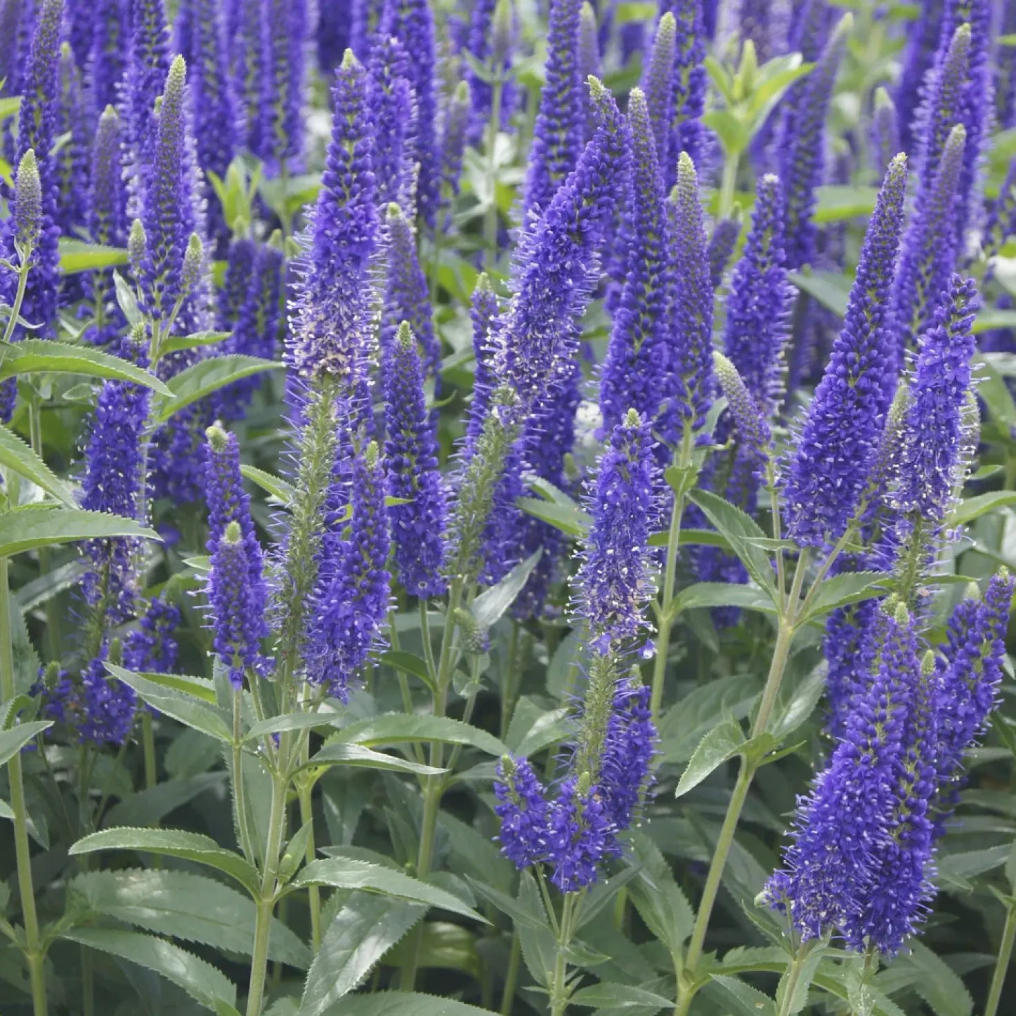 Ehrenpreis ‘Marietta’ - Violette Blütenkerzen den ganzen Sommer