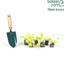 Eichblattsalatpflanzen blond (x6) - Salat ernten in Wochen
