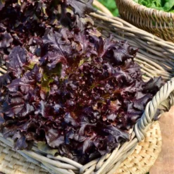 Eichblattsalat 'Red salad bowl' - Ernte immer frisch nach