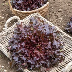 Eichblattsalat 'Red salad bowl' - Ernte immer frisch nach
