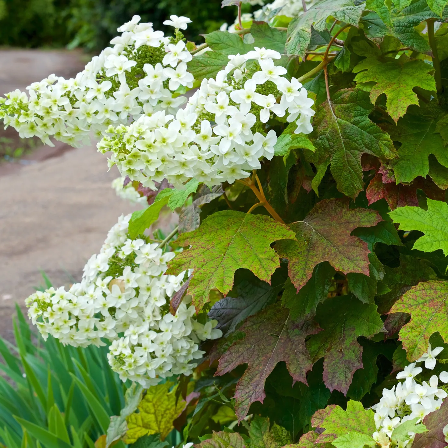 Eichenblättrige Hortensie - Herbstfarben ohne Aufwand