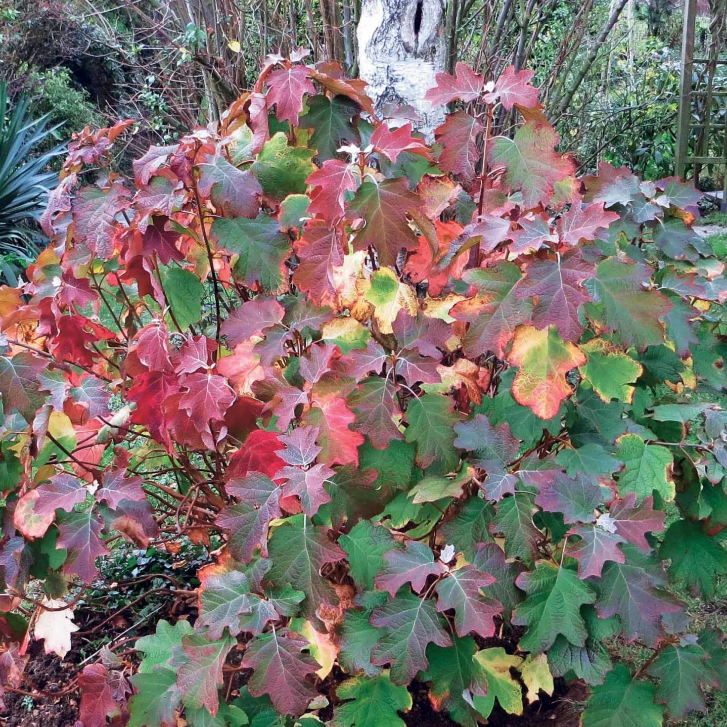 Eichenblättrige Hortensie - Herbstfarben ohne Aufwand