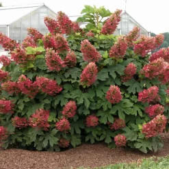 Eichenblättrige Hortensie 'Ruby Slippers'® - Blüten die rosa werden