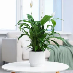 Einblatt Spathiphyllum 'Pearl Cupido' Weiß - Weiße Blüten ohne Aufwand