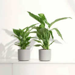 Einblatt Spathiphyllum 'Pearl Cupido' Weiß - Weiße Blüten ohne Aufwand