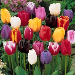 Einfache Späte Tulpen Mischung (x20) - Farbenmeer im Mai