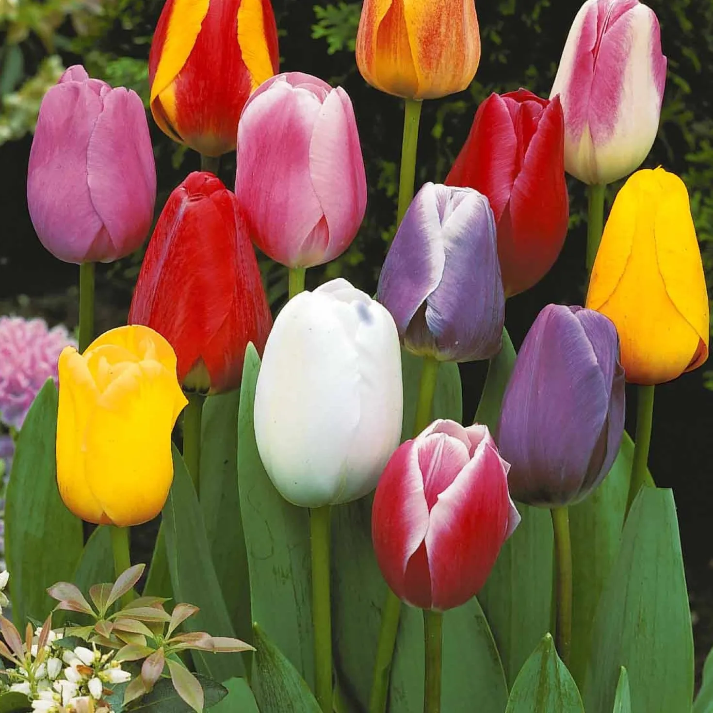 Einfache Späte Tulpen Mischung (x20) - Farbenmeer im Mai