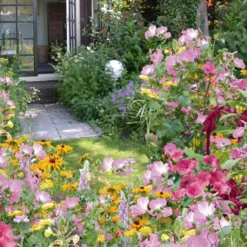 Einjährige Blumenmischung Cottage Garden (5 m²) - Ein Sommer voller Farben
