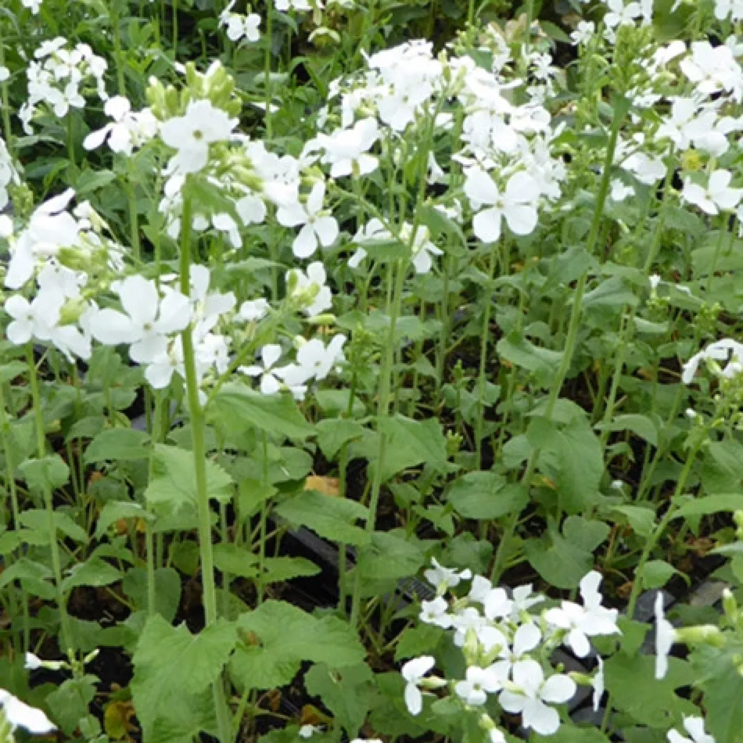 Einjähriges Silberblatt 'Albiflora' - Silbermünzen im Herbst