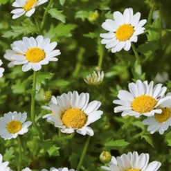 Einjährige Zwergchrysantheme Snow Daisy - Weißes Blütenmeer den ganzen Sommer