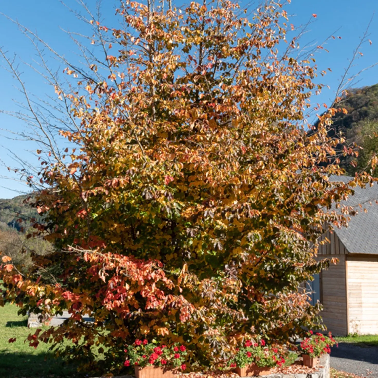 Eisenholzbaum - Flammendes Herbstlaub