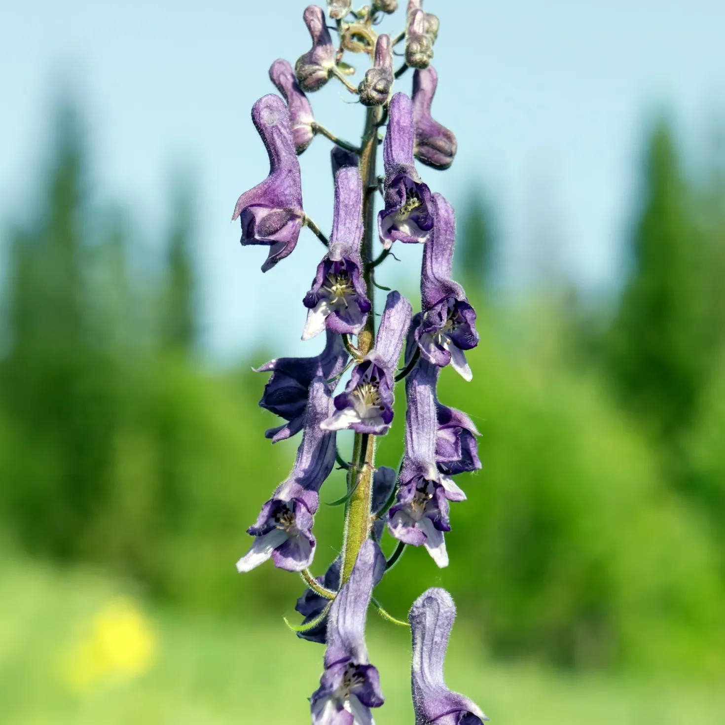 Eisenhut Purple Sparrow - Violette Blüten im Halbschatten