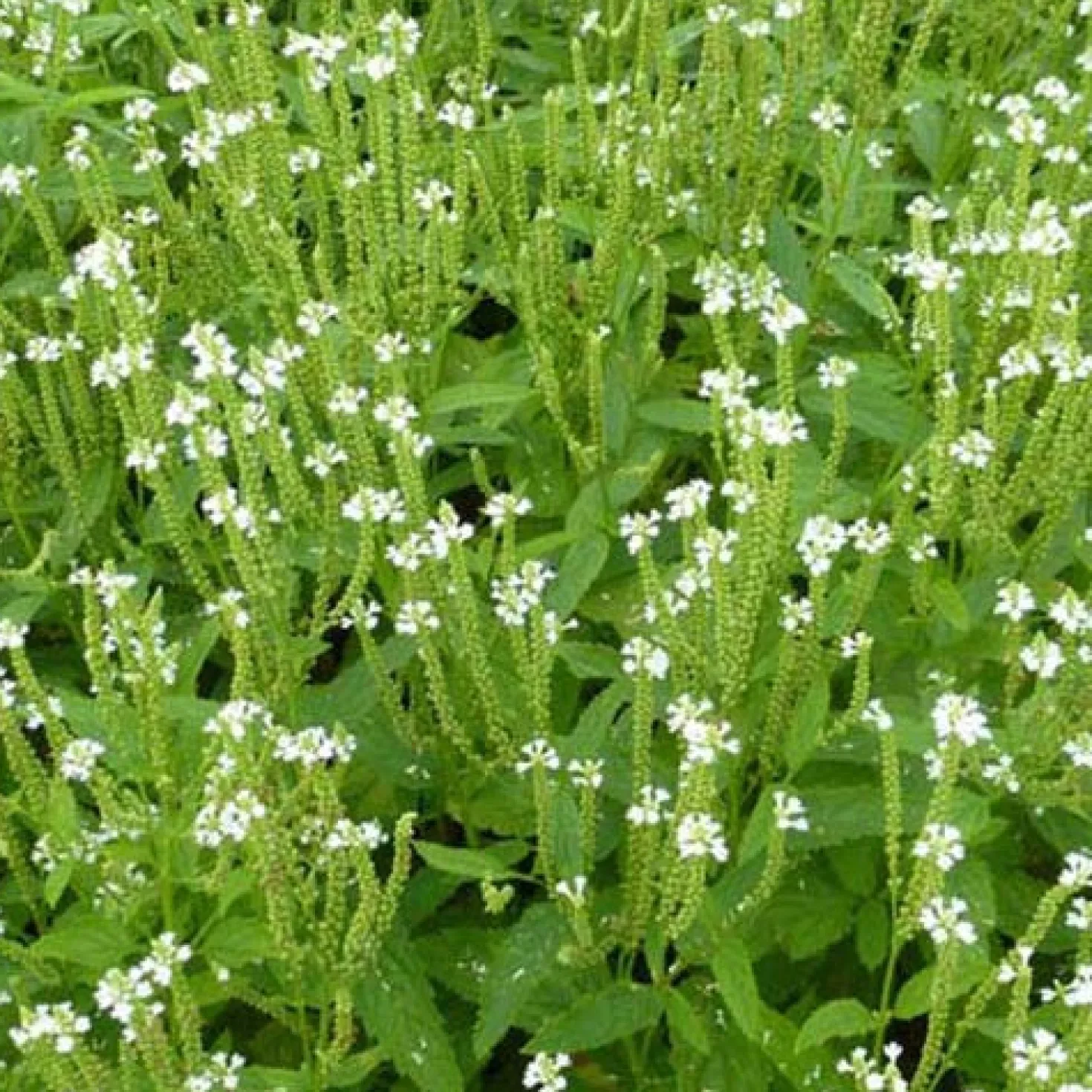Eisenkraut ‘Alba’ - Weiße Blütenwolke im Beet
