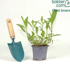 Eisenkraut Lavender Spires - Violette Blütenwolke im Beet