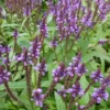 Eisenkraut (Verbena hastata) - Bienenmagnet in Violett