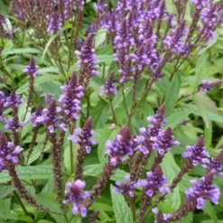 Eisenkraut (Verbena hastata) - Bienenmagnet in Violett