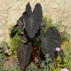 Elefantenohr ‘Black Magic’ - Schwarze Blätter, echter Blickfang