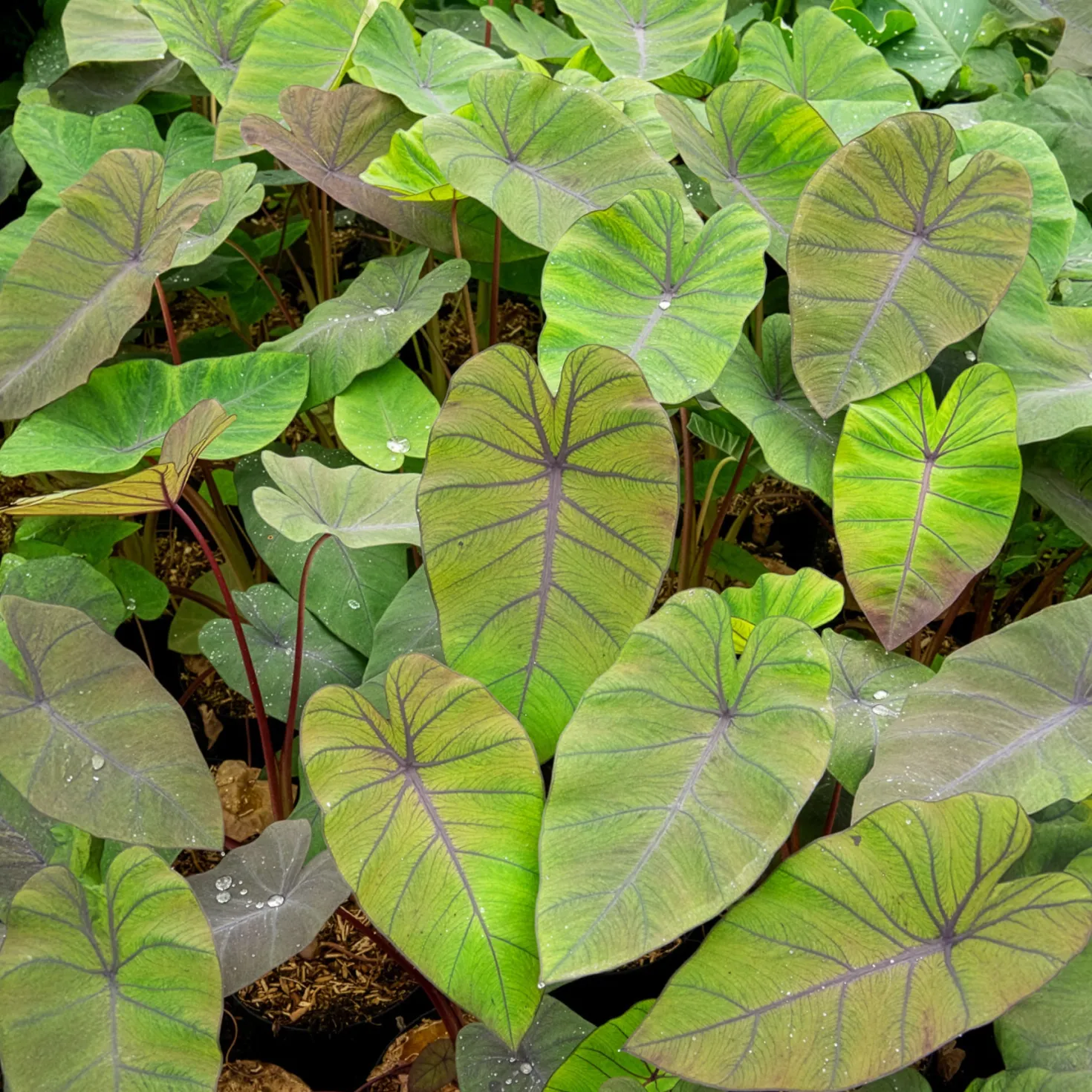 Elefantenohr Madeira - Dunkle Blätter, echter Hingucker