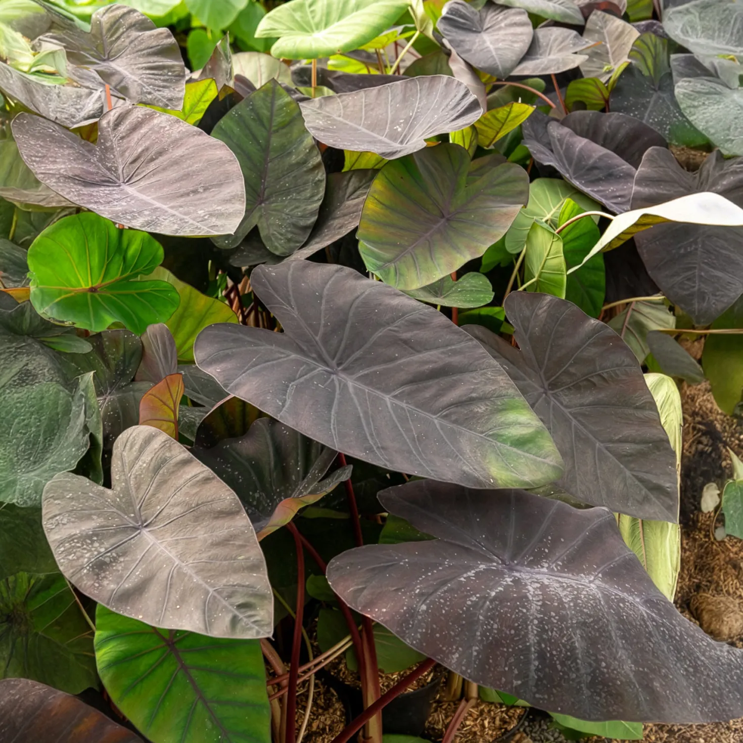 Elefantenohr Madeira - Dunkle Blätter, echter Hingucker