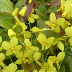 Elfenblumen Frohnleiten - Grün auch im Schatten