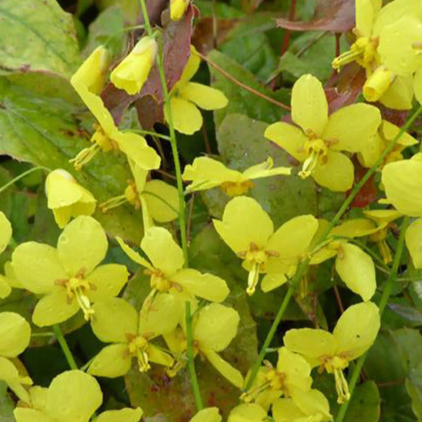 Elfenblumen Frohnleiten - Grün auch im Schatten