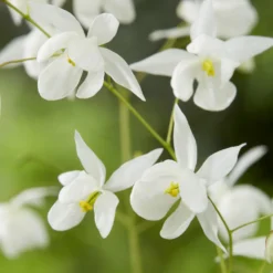 Elfenblume Niveum - Weiß blüht der Schatten