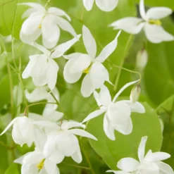 Elfenblume Niveum - Weiß blüht der Schatten