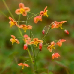 Elfenblume Orangekönigin - Grün, wo sonst nichts wächst